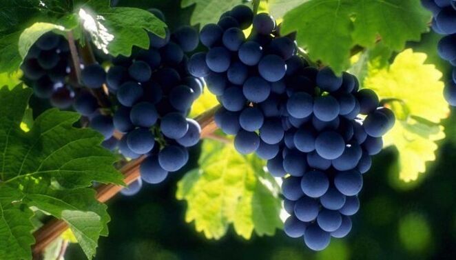 winogrono